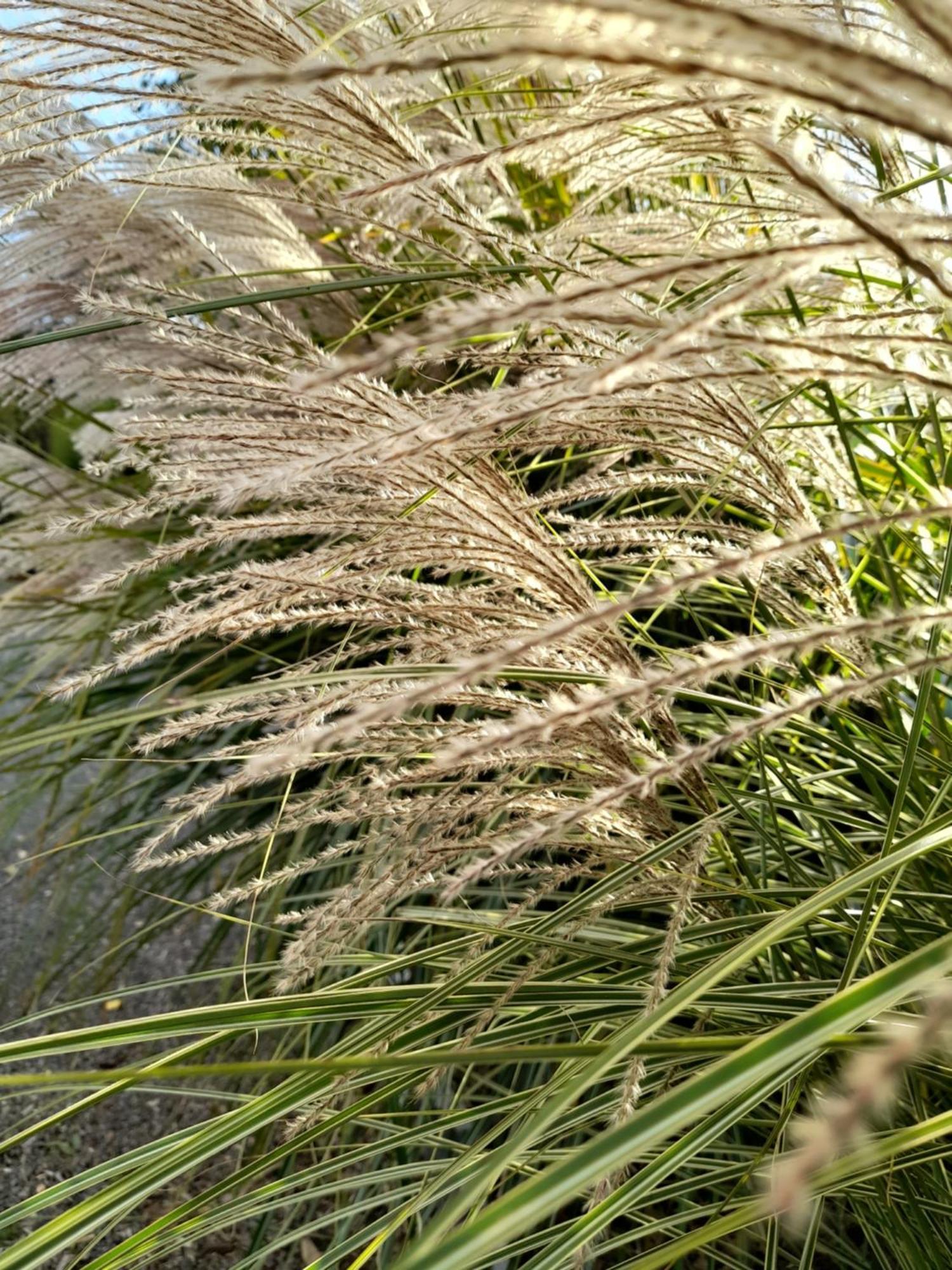 Chambre Dans Un Ecrin De Verdure Angrie Kültér fotó
