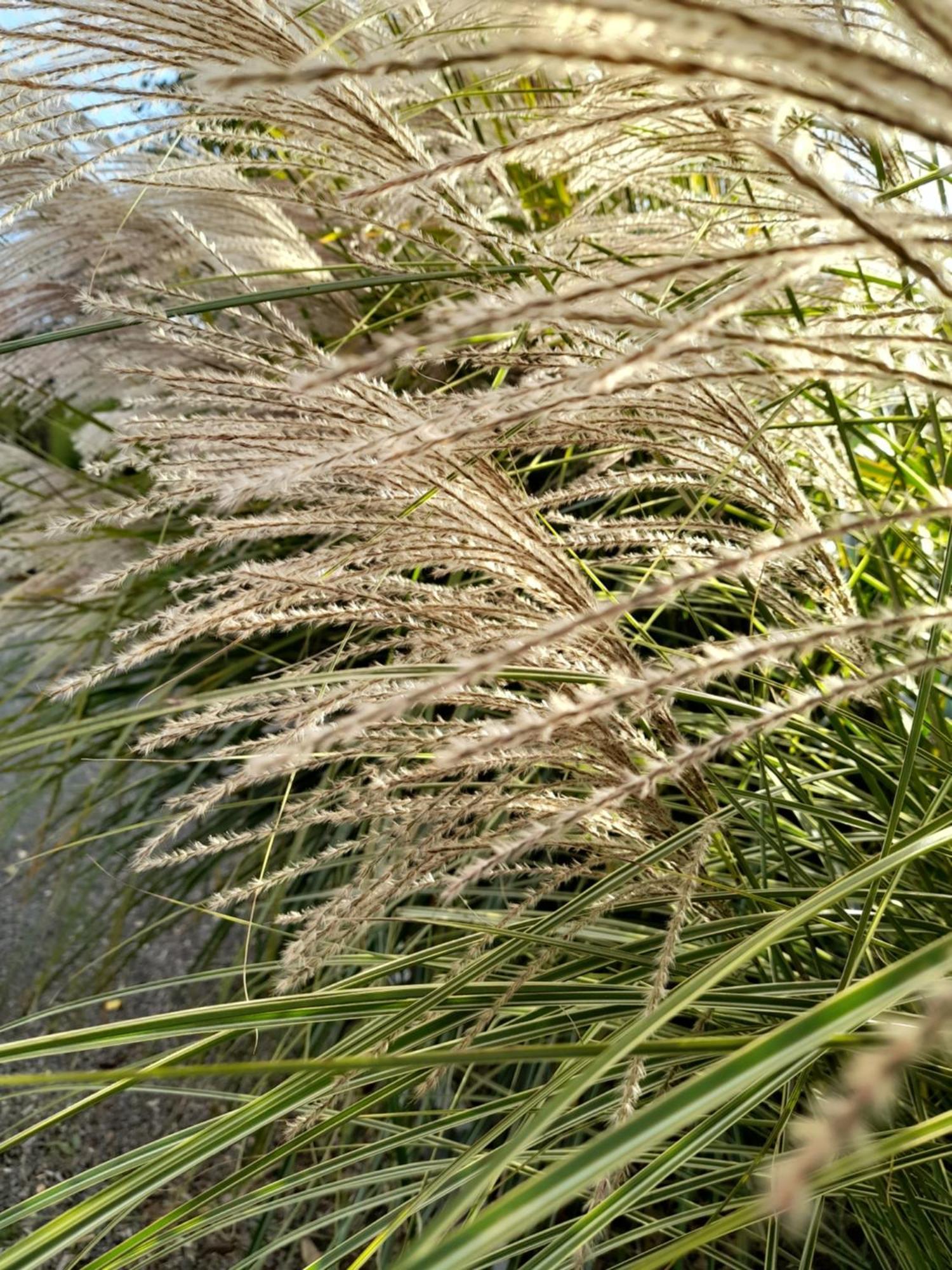 Chambre Dans Un Ecrin De Verdure Panzió Angrie Kültér fotó